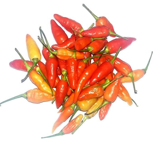 ORANGE CHILLI(MERCON)