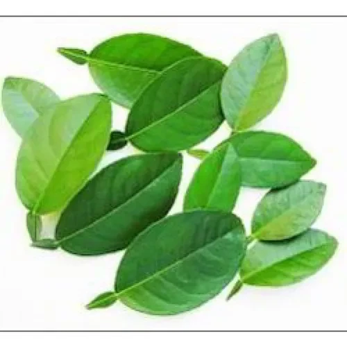 lemon leaf (DAUN JERUK)