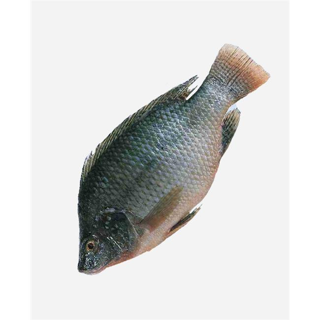 Tilapia black