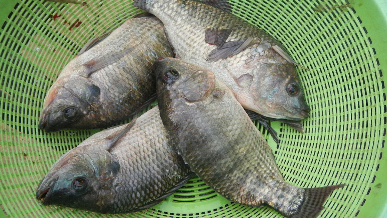 TILAPIA