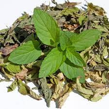 DRY MINT LEAF